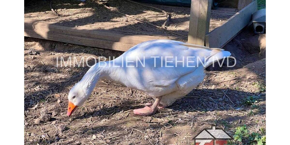 Mehrfamilienhaus, Wohnhaus Kamp-Lintfort Hoerstgen - 7 Zimmer, 166 m&sup2;, 699.000&euro; | Angebot:26119190