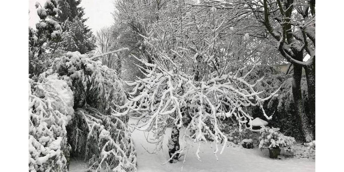 Doppelhaushälfte Marl Brassert - 8 Zimmer, 249 m&sup2;, 595.000&euro; | Angebot:26037015