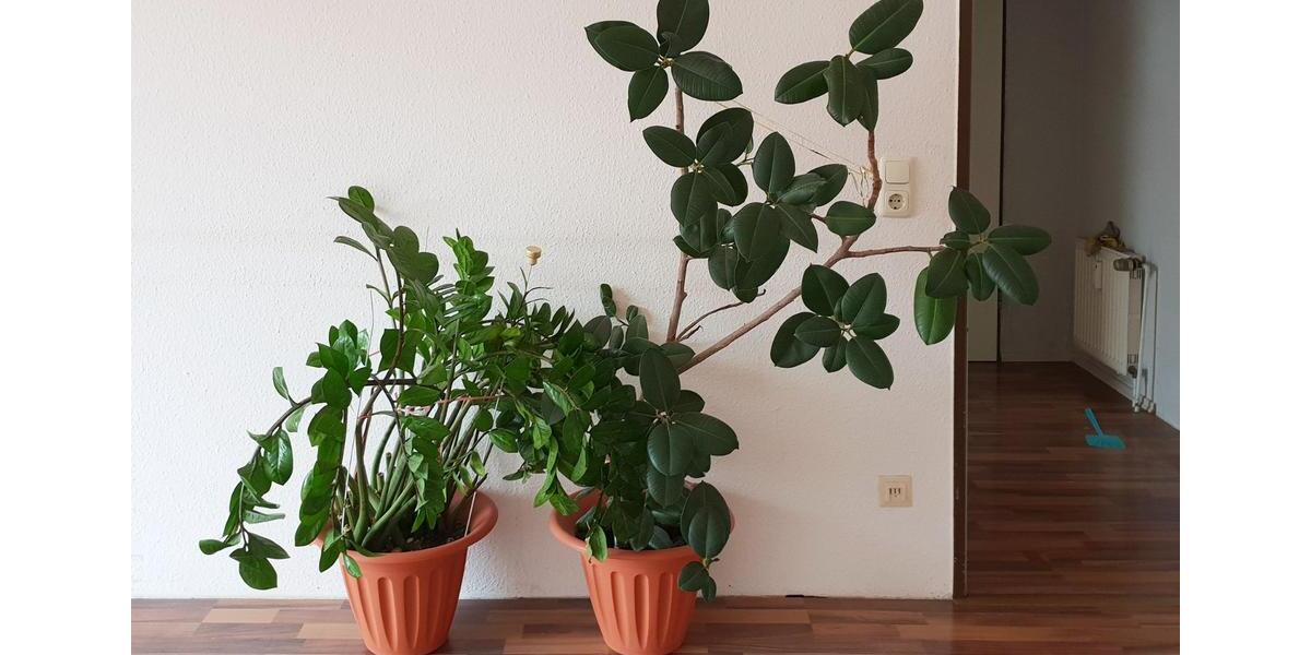 Etagenwohnung Duisburg Rheinhausen - 2 Zimmer, 60 m&sup2;, 82.000&euro; | Angebot:25750792