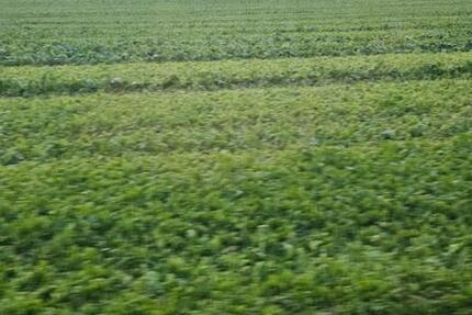 Wohnung Essen Stadtbezirk VI - 1 Zimmer, 20 m&sup2;, 250&euro; | Angebot:26272245