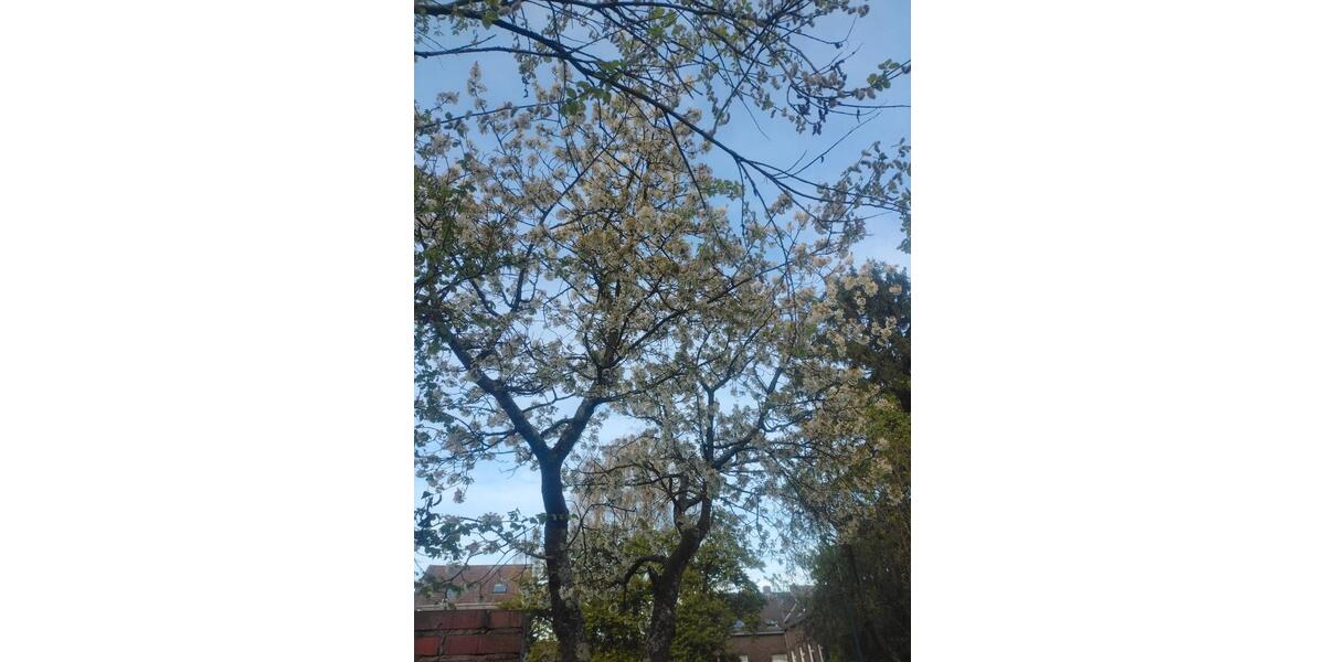 Doppelhaushälfte Krefeld Dießem - 8 Zimmer, 160 m&sup2;, 1.180.000&euro; | Angebot:26183409